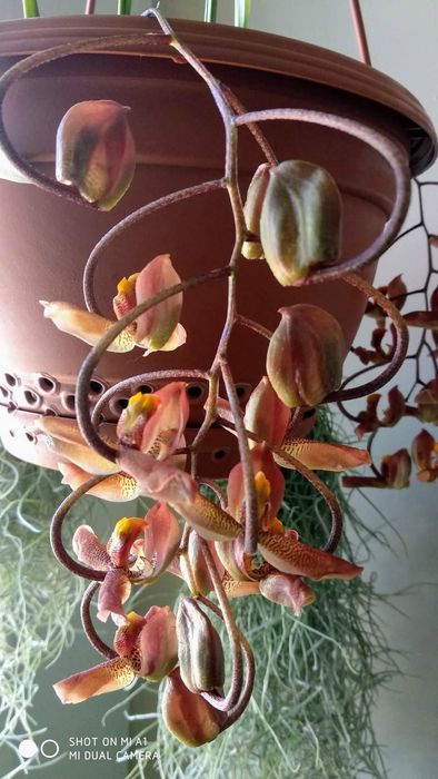 Vendo Orquídea Gongora galeata