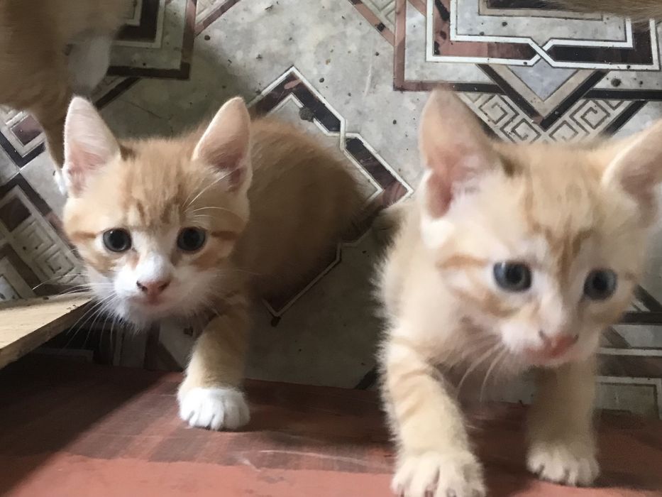 віддам в добрі руки жидачівський район, львівська область