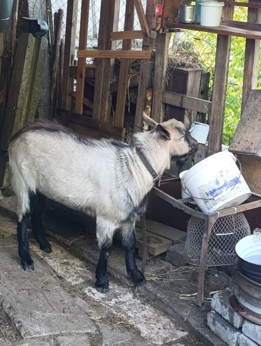 козел козлик цап