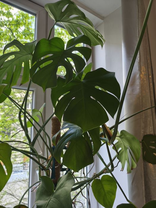 Monstera roślina 150 cm