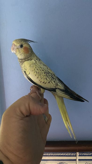 caturra domesticada excional
