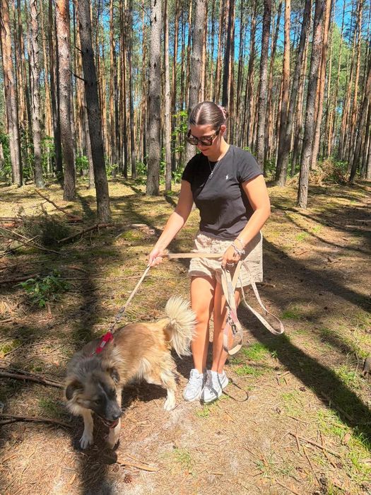 Domu szuka cudny piesek.