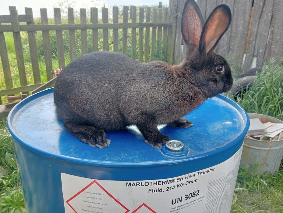 Króliki Kalifornia, Nowozeland