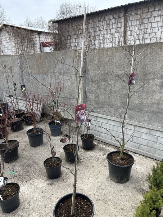 Judaszowiec (Cercis canadensis forest pansy)