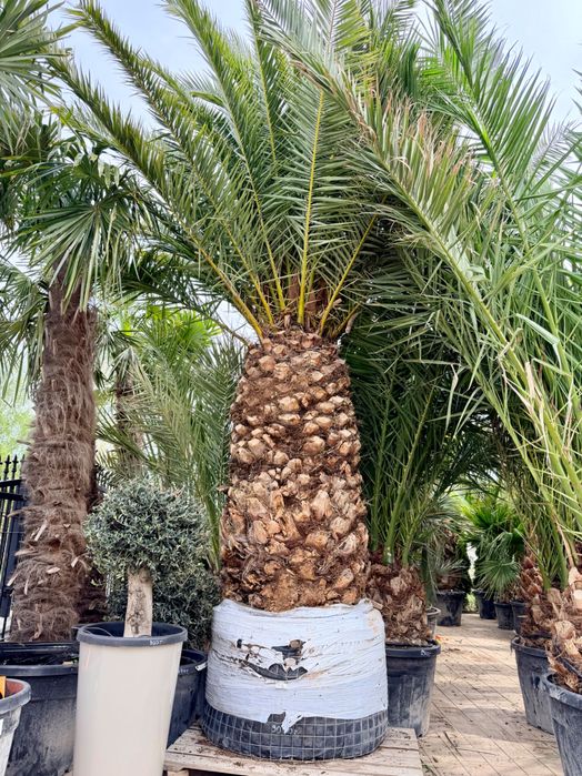 Palma królewska daktylowiec kanaryjski sam Pień 150cm potężny wielki
