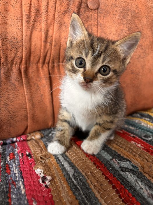 Кошеня шукає дім