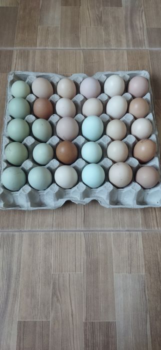 Інкубаційне яйця курей