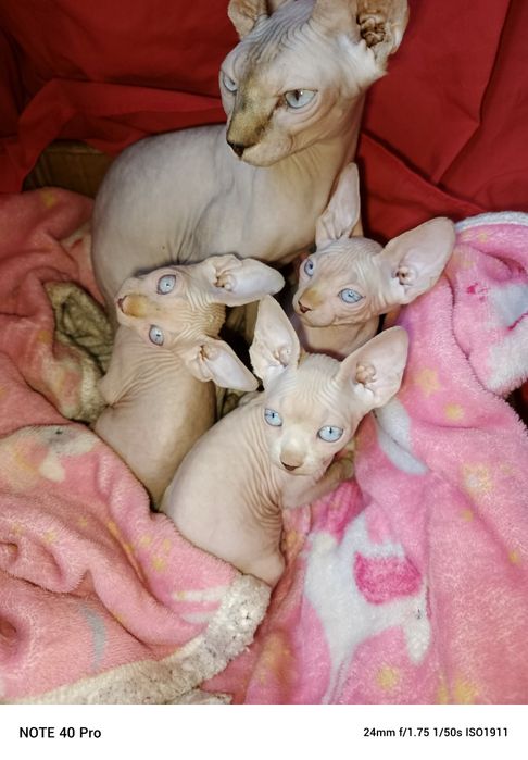 Лунтики ушастики