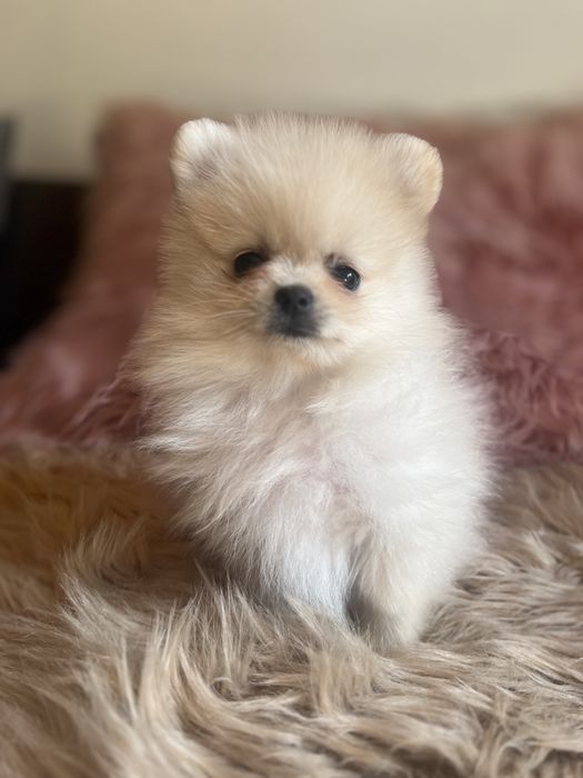 Szpic minaturowy pomeranian suczka