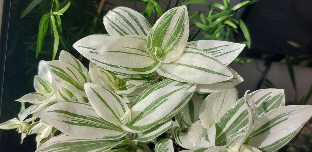 Білосніжна кустова традесканція