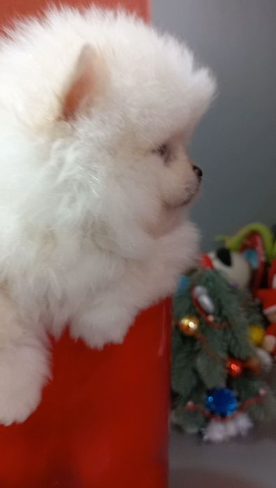 Шикарный  мини мальчик с документами