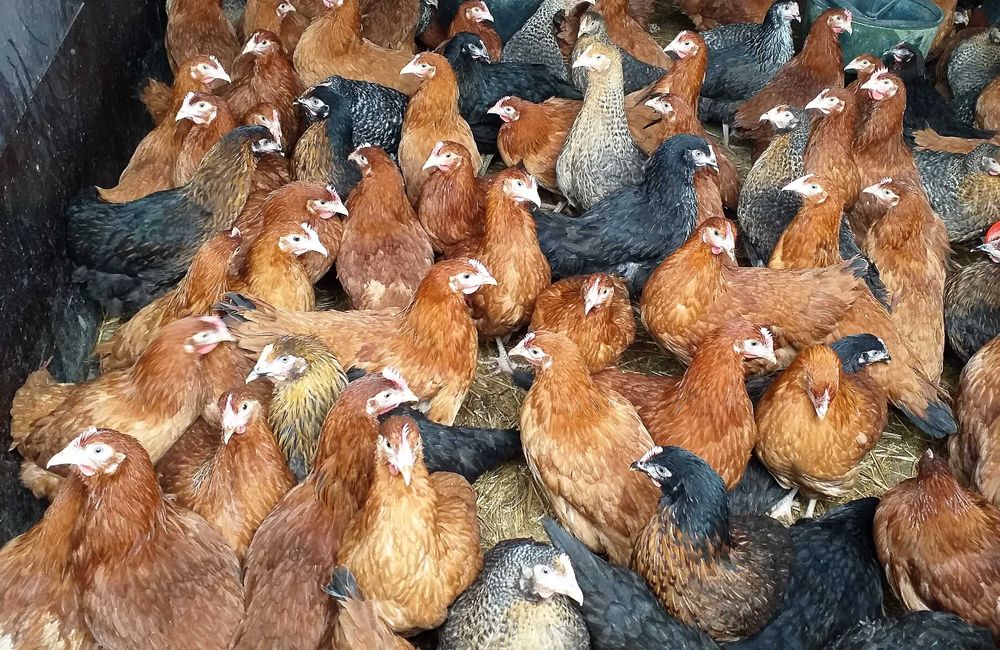 Kury nioski,wszystkie kolory+czubatki,tęczówki,green shell