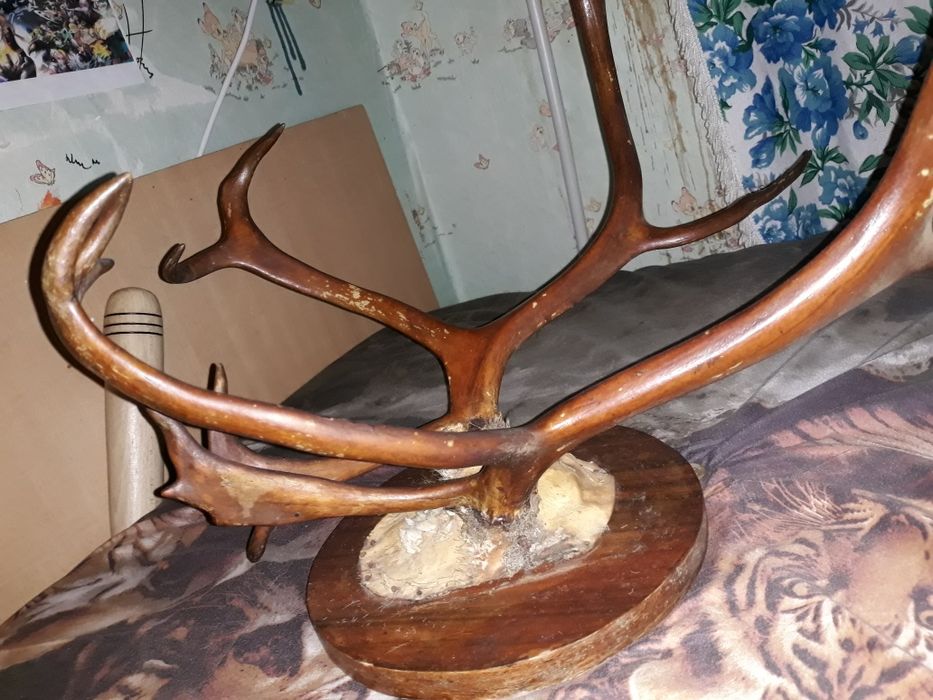 Продам рога оленя