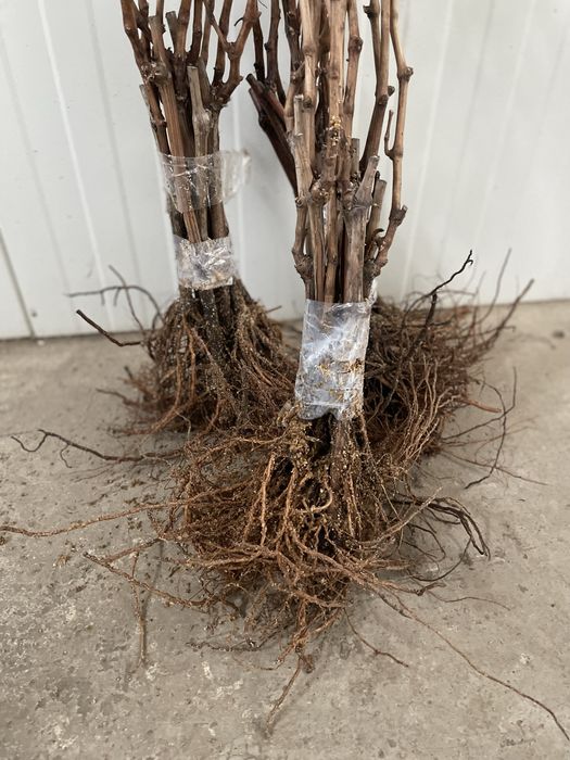 Саджанці винограду | 2 річні | Саженцы винограда | ОПТ та роздріб