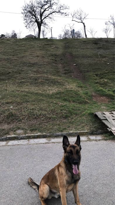 Вязка Малинуа, Кобель