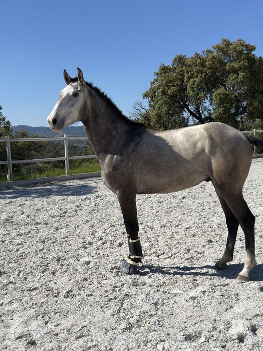 Poldro lusitano 1,66m