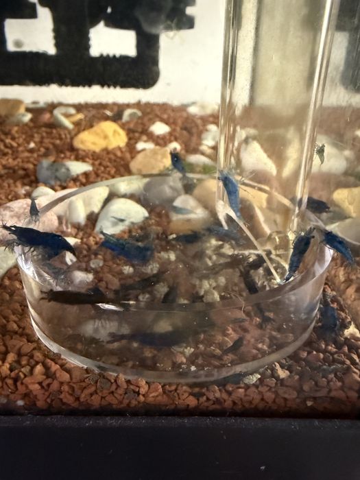 Camaroes neocaridina Blue Dream