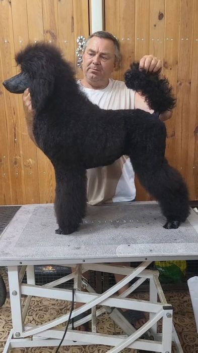 Щенок королевского пуделя