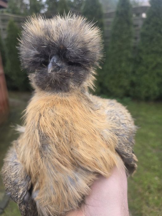 Kury rosły kury silki kury araukany naturalne pisklaki