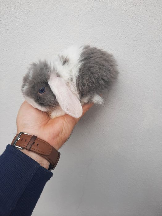 Coelhos anões várias raças