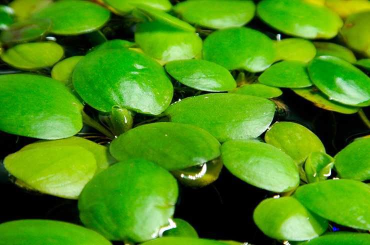 Лімнобіум паростконосний. Акваріумні рослини