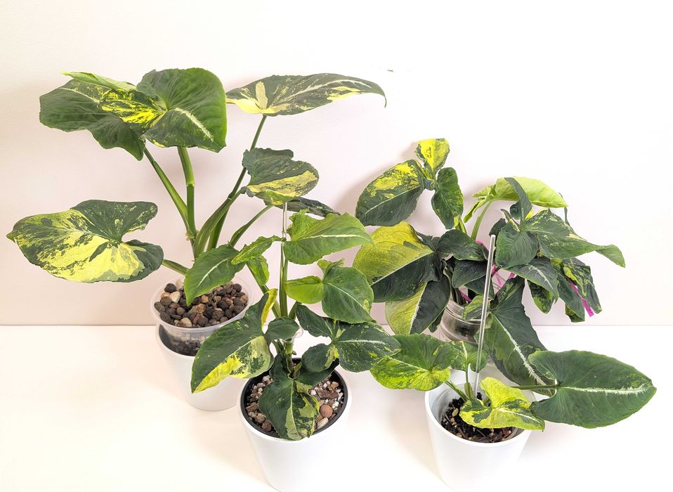 Syngonium scrambled eggs sadzonka