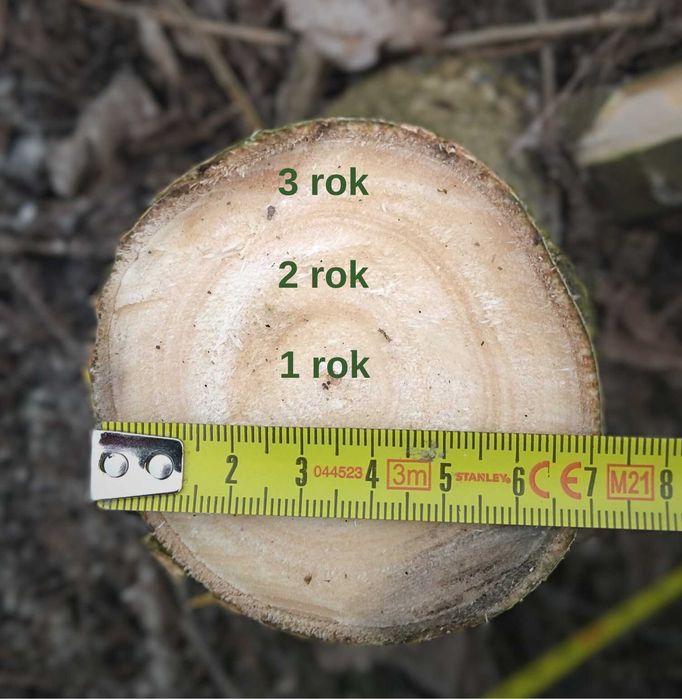 Sadzonki topoli energetycznej MAX 60cm