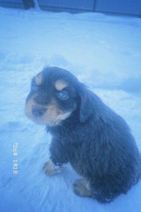 Метіс кокер спаніеля