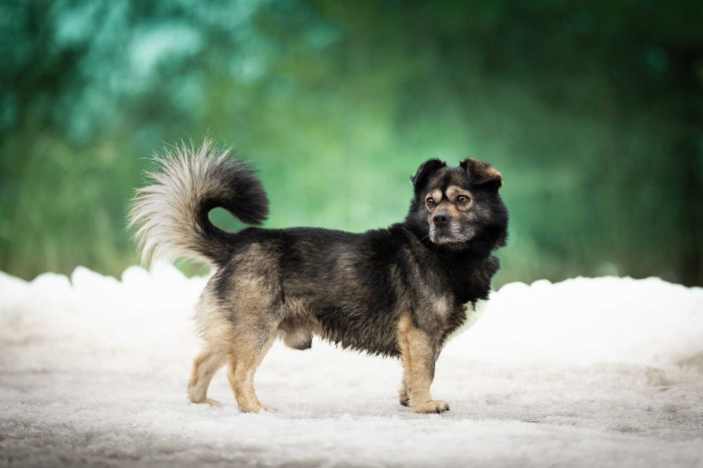 KIMBO - młodziutki, puszysty słodki pyszczek