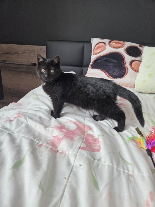 4 miesięczny Bonifacy do adopcji