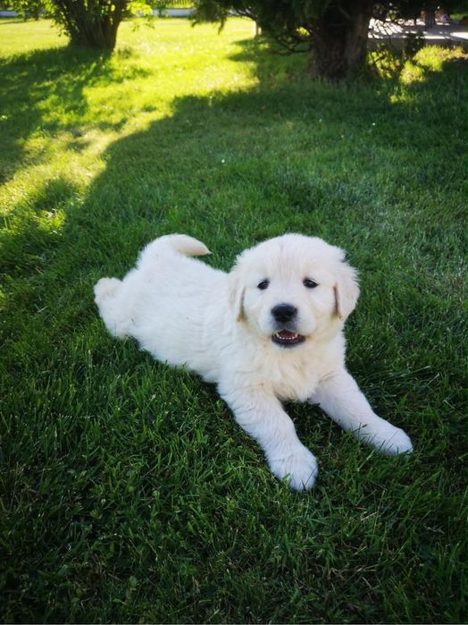 Golden Retriever – biszkoptowy piesek