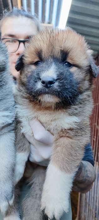 Хлопчик ! Дівчинка !Міцний , здоровий