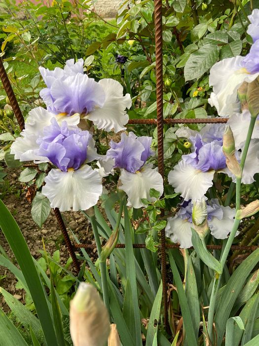 Іриси високорослі та низькорослі