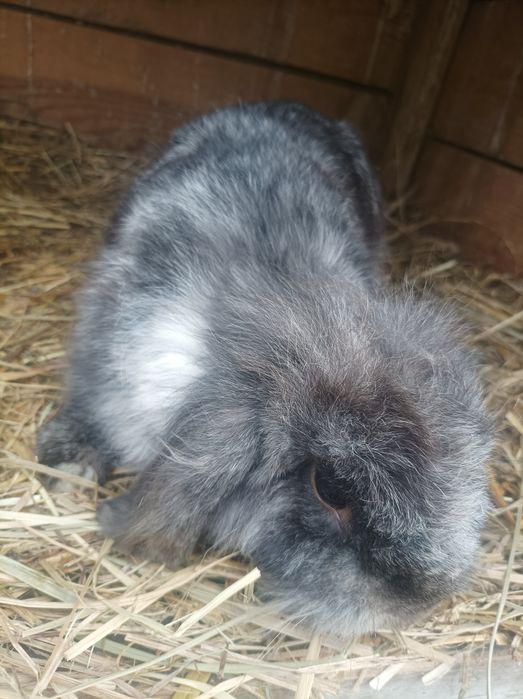 Królik miniaturka baran francuski