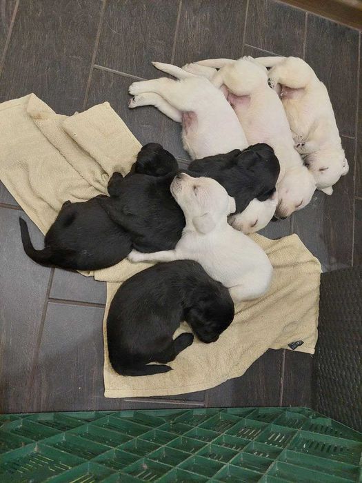 Лабрадор щенки чёрные и палевые