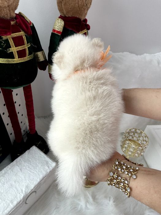 Померанські шпіци — Гарантовано закохаєтесь з першого погляду