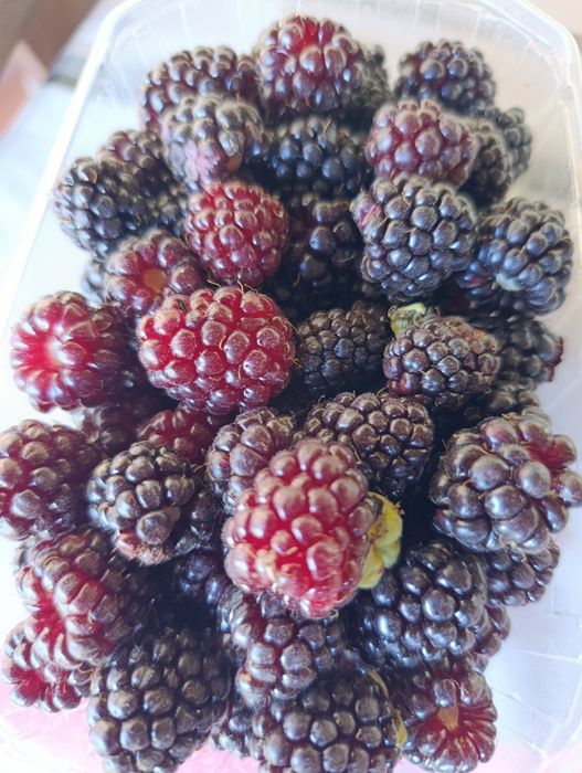 Fruta da época Biológica