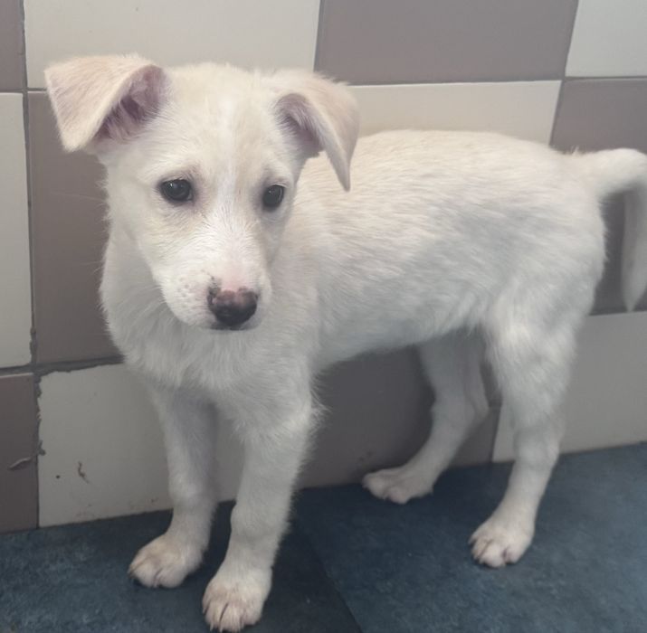 Pumba szuka nowego domku