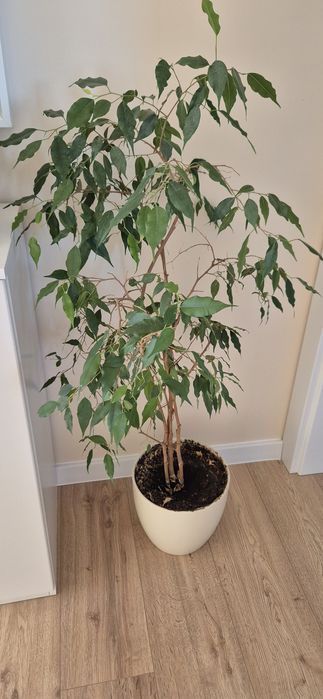 Kwiat Fikus Benjamin