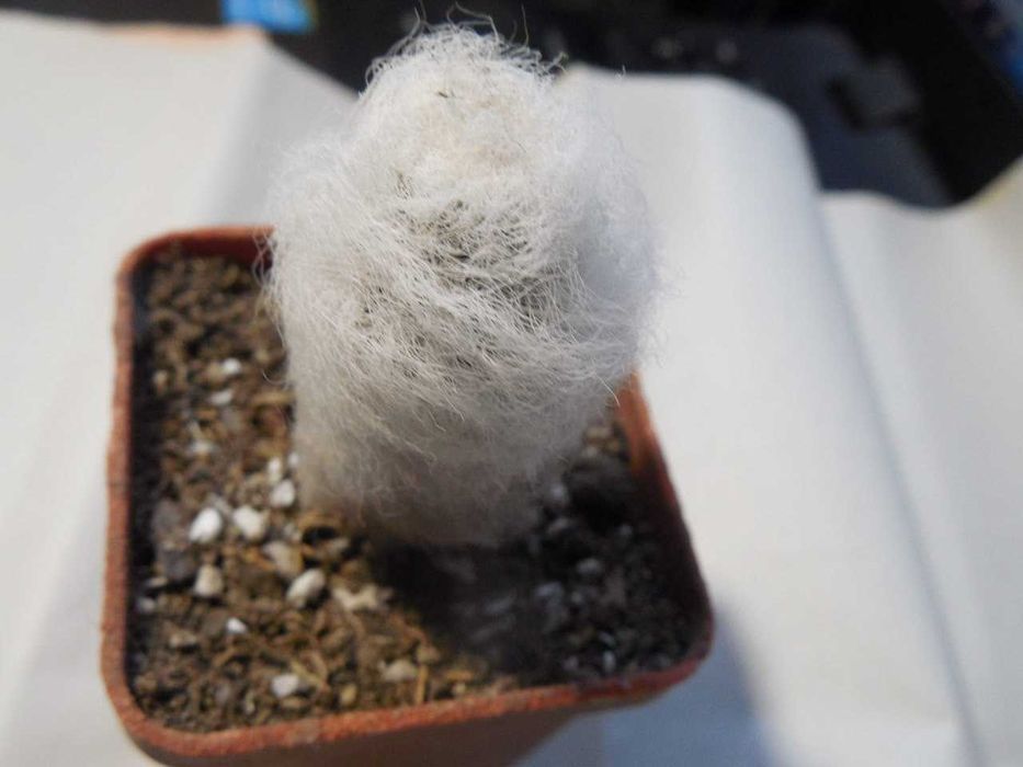 Echinocereus canus (russanthus – v. neocapillus) – Solitario