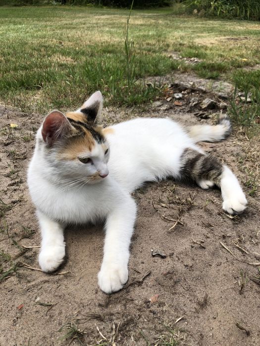 Zaginęła kotka we wsi Tomczyn