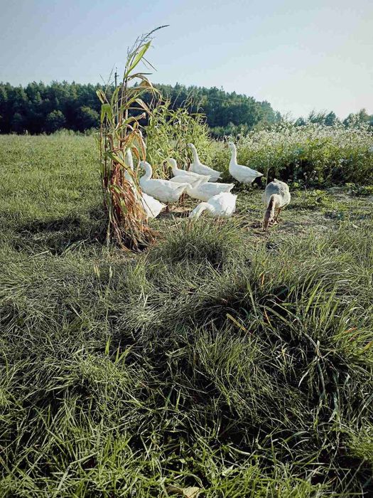 Продам гуси, на розведення