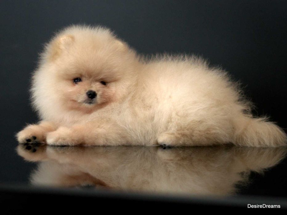 Неймовірна дівчинка шпіца