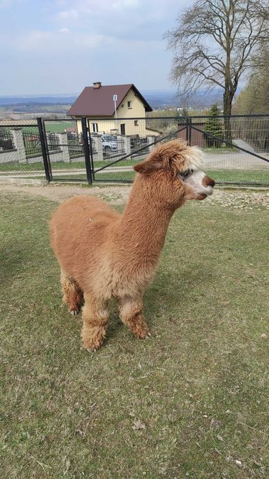 Sprzedam stado alpak - likwidacja