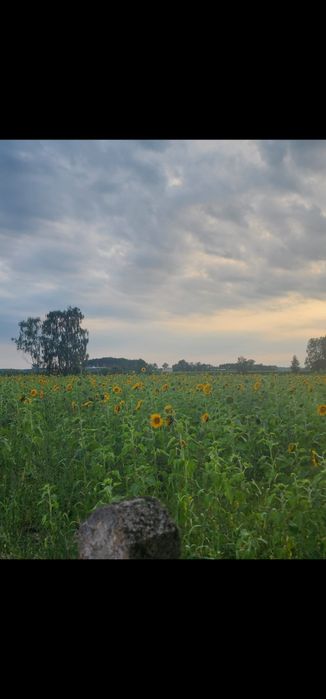 Słonecznik, kwiat cięty słonecznika