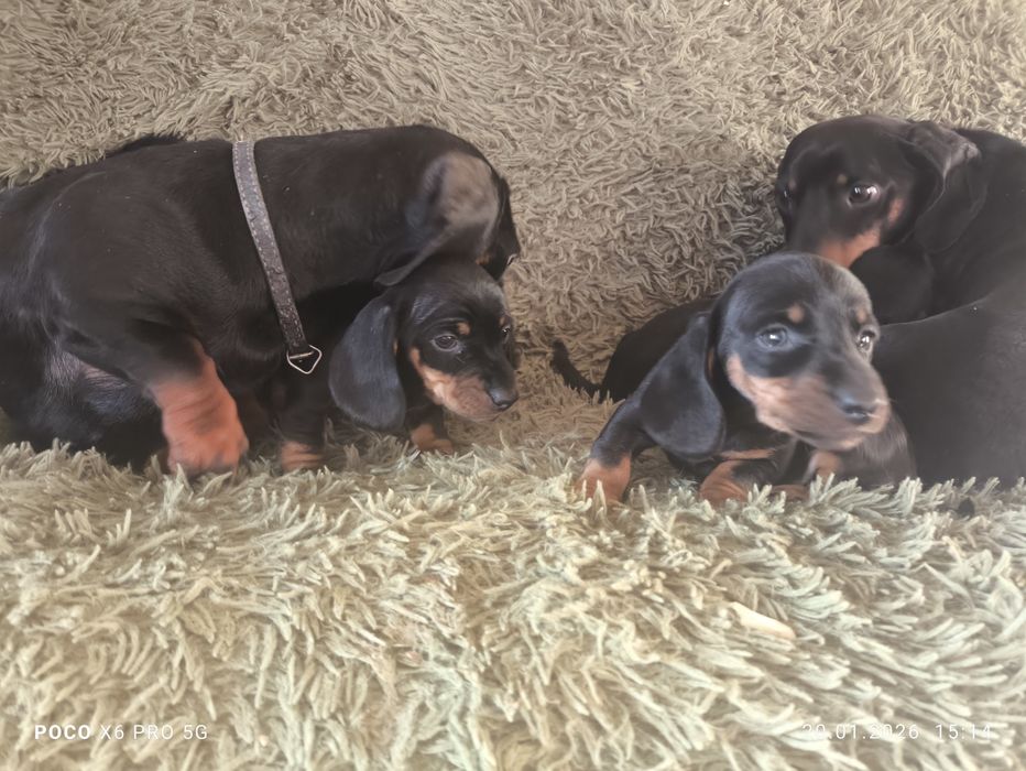 Чистокровні цуценята такси