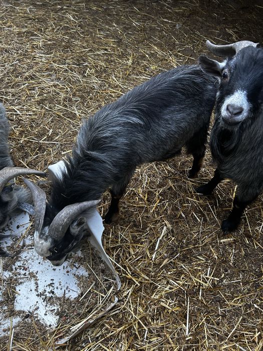 Cabras anas machos e femeas