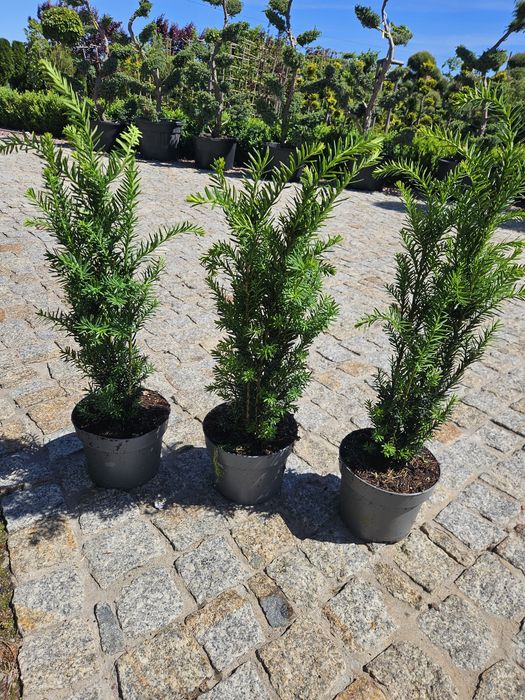 Cis Hicksii,Hillii,Dawid,Drzewo oliwne Yucca rostrara Tuja szmaragd