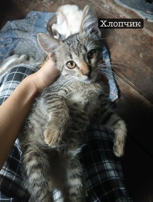 Віддам кошенят в добрі руки