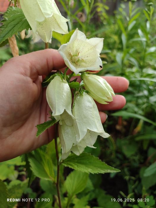 Каріоптерис, Спірея, бересклет, живучка, колхікум